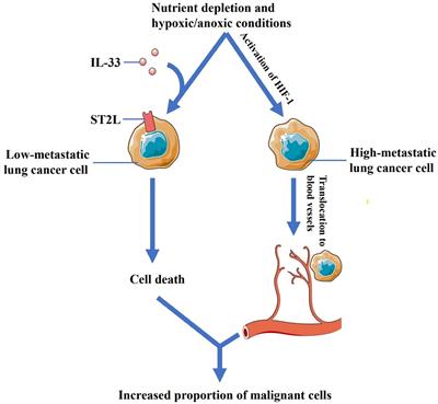 The Controversial Role of IL-33 in Lung Cancer